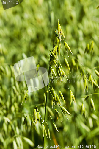 Image of green cereals , spring