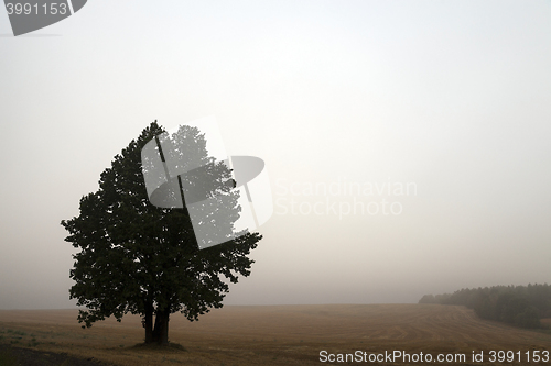 Image of tree in the field