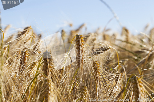 Image of ripe yellow cereals