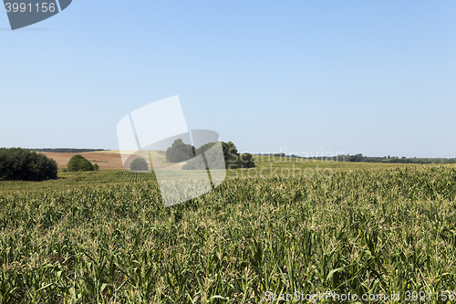 Image of cornfield, blue sky