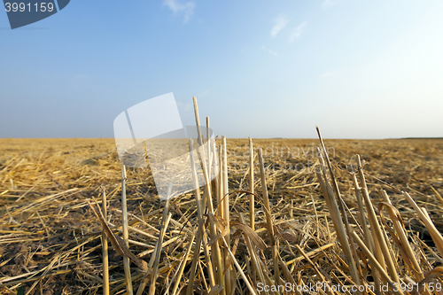 Image of wheat field after harvest