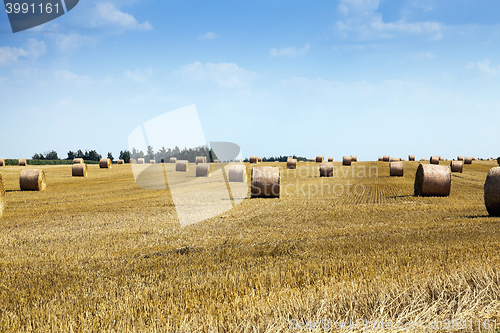 Image of cereal harvest field