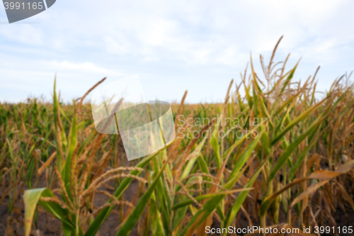 Image of Green immature corn