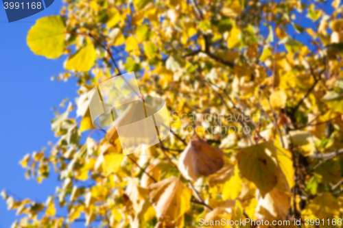 Image of autumn in the park