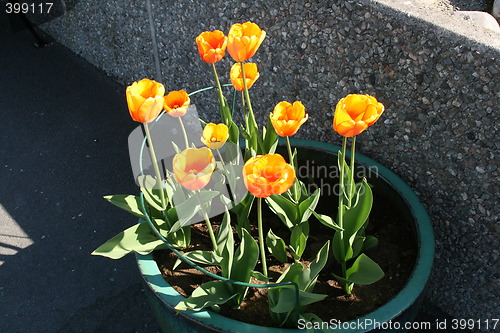 Image of Tulips