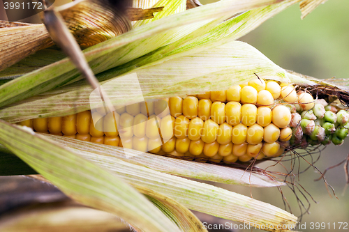 Image of mature corn crop