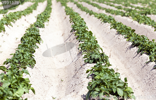 Image of Potatoes in the field
