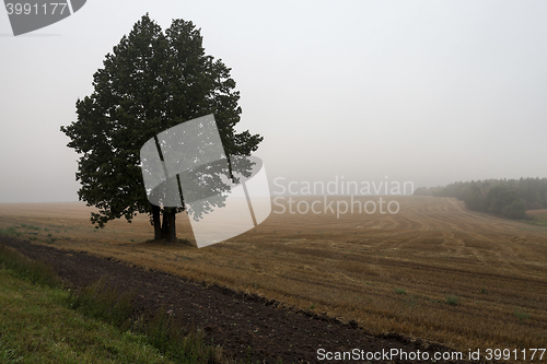 Image of tree in the field