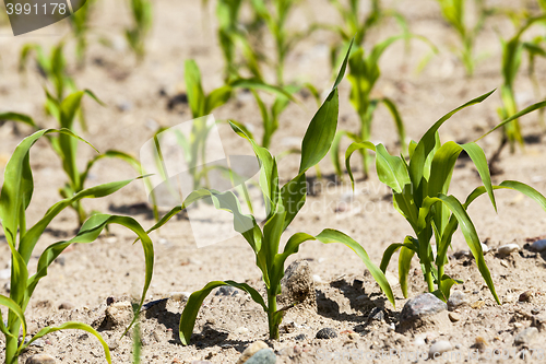 Image of Field of green corn