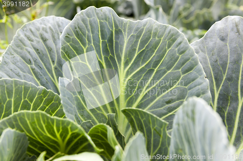 Image of green cabbage leaves