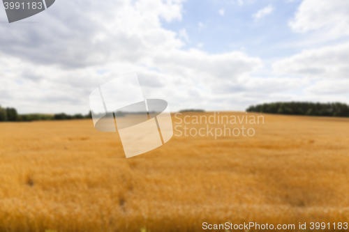 Image of ripe wheat crop