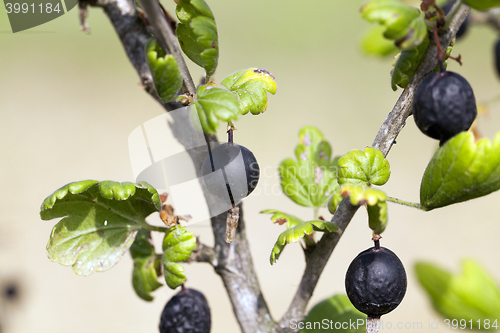 Image of dried berries harvest