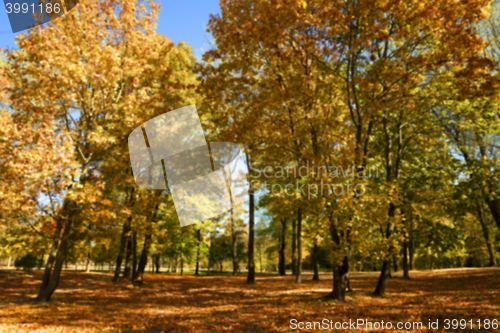 Image of autumn in the park