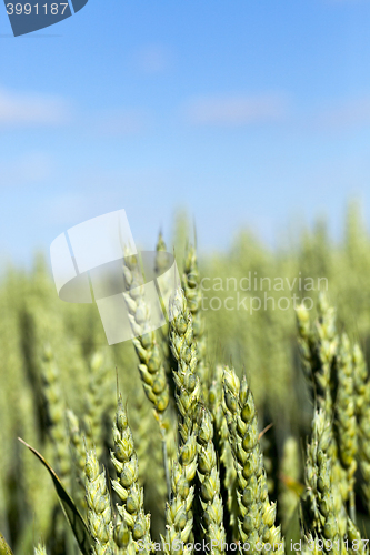 Image of immature grass sky