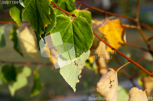 Image of autumn in the park