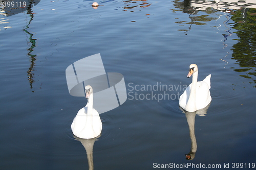 Image of Swans in the water