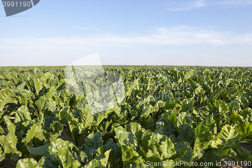 Image of field with beetroot