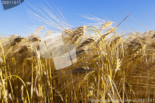 Image of farm field cereals