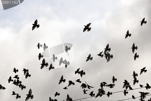 Image of birds flying in the sky