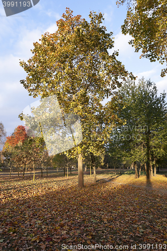 Image of autumn in the park