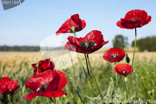 Image of red poppies in a field