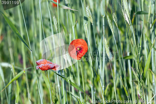 Image of Red poppy flowers