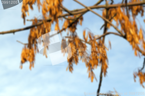 Image of autumn in the park