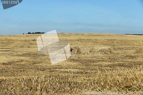 Image of farm field cereals