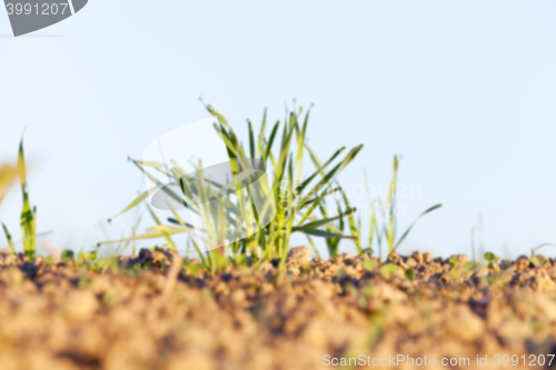 Image of young grass plants, close-up