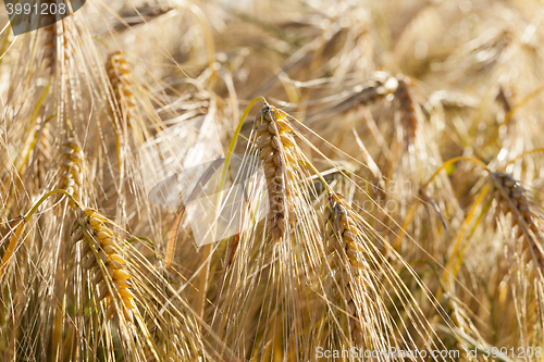 Image of ripe yellow cereals