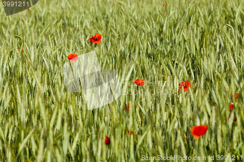 Image of Red poppy flowers