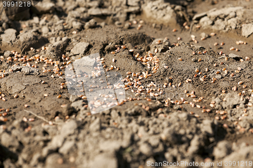 Image of processed wheat. sowing