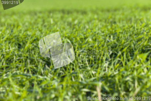 Image of young grass plants, close-up