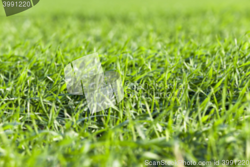 Image of young grass plants, close-up