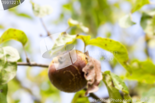 Image of Apple on a branch