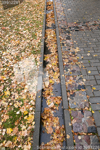 Image of leaves on the sidewalk, autumn
