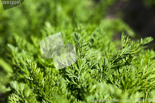 Image of Field with carrot