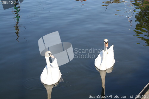 Image of Swans in the water