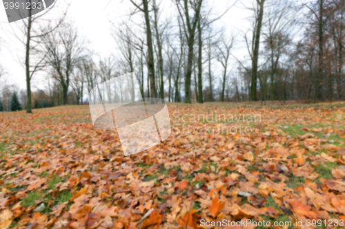 Image of Autumn Park, overcast