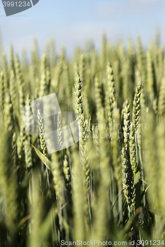 Image of unripe ears of wheat