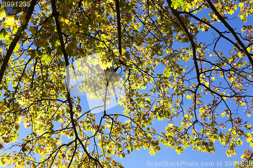 Image of leaves on trees, autumn
