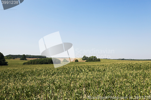 Image of Corn field, forest