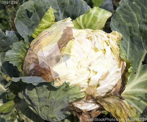 Image of rotten cabbage, close-up