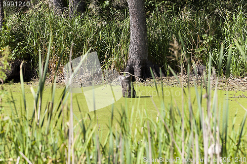 Image of swamp, the end of summer