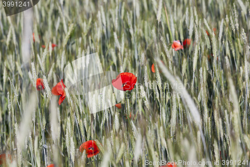 Image of red poppies. summer