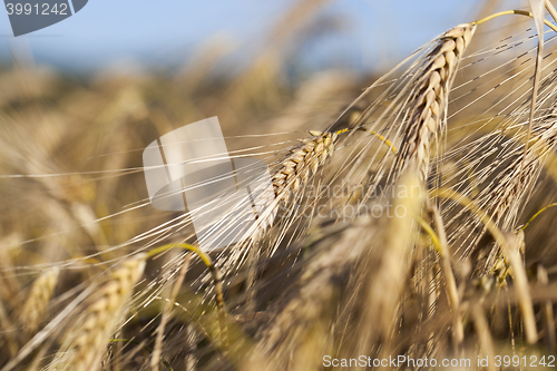 Image of Field of cereal in the summer