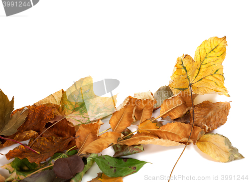 Image of Autumnal dried leafs