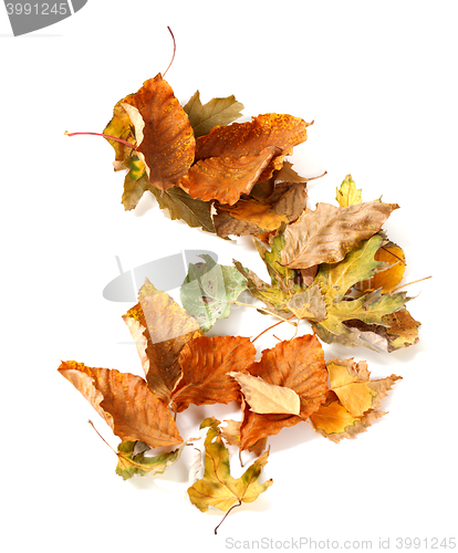 Image of Autumn dried leafs on white background