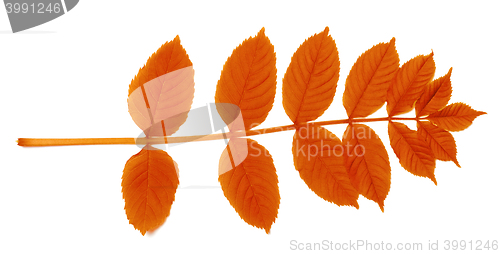 Image of Autumnal sorbus leaves