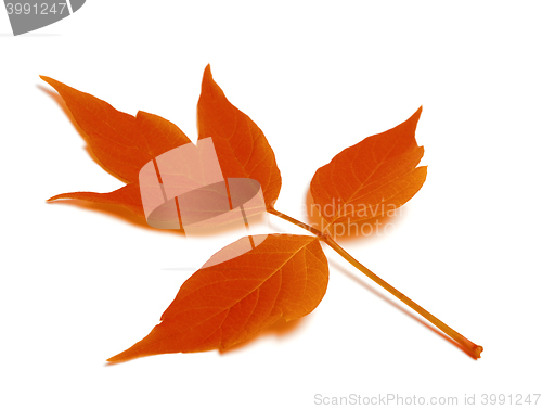 Image of Red autumn leaf